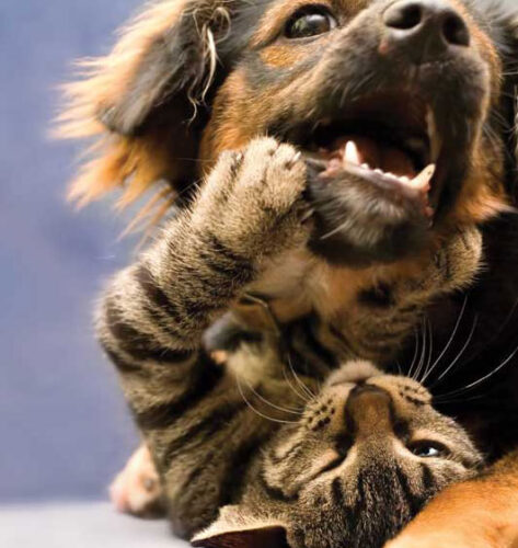 Pet Corner: First Aid for Pets